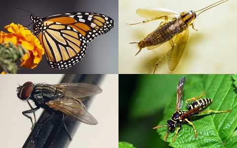 Origen y evoluciÃ³n de las alas de los insectos